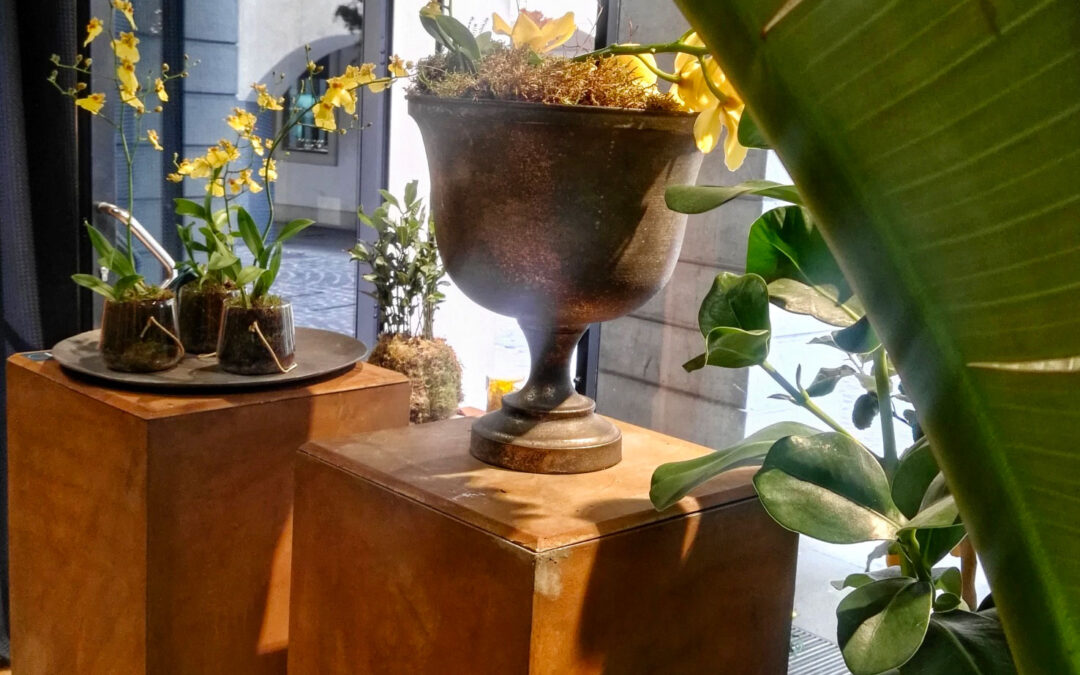 Malaika at La Mela Cannella (Botanic shop) in Padova